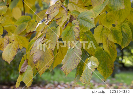 Close-up of a yellowed autumn linden leaf, still green in color, with a twig in its natural environment against the background of other yellow leaves. Close-up of a yellowed autumn linden leaf, still green in color, with a twig in its natural environment against the background of other yellow leaves. 125594386