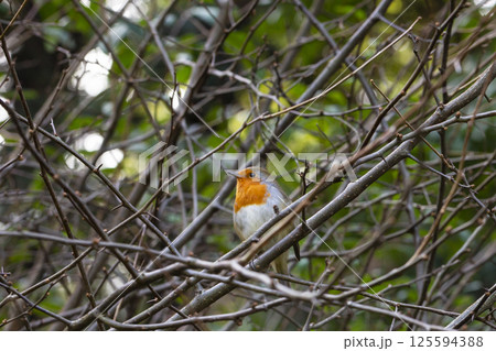 Robin - Erithacus rubecula, standing on a branch, a small bird with a red breast sits on the branches of a bush in early spring Robin - Erithacus rubecula, standing on a branch, a small bird with a red breast sits on the branches of a bush in early spring 125594388