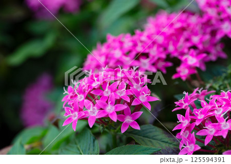 Vibrant Pentas Lanceolata in Bloom, Colorful Mix of Pentas Flowers, Pentas Lanceolata Vibrant Pentas Lanceolata in Bloom, Colorful Mix of Pentas Flowers, Pentas Lanceolata 125594391