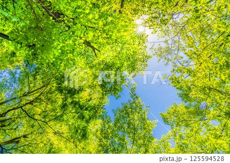 日本の横浜都市景観 新緑の季節…。木漏れ日…緑のイメージ…=4月27日 日本の横浜都市景観 新緑の季節…。木漏れ日…緑のイメージ…=4月27日 125594528