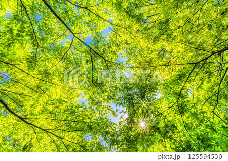 日本の横浜都市景観 新緑の季節…。木漏れ日…緑のイメージ…＝4月27日 125594530