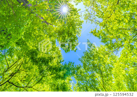 日本の横浜都市景観 新緑の季節…。木漏れ日…緑のイメージ…=4月27日 日本の横浜都市景観 新緑の季節…。木漏れ日…緑のイメージ…=4月27日 125594532