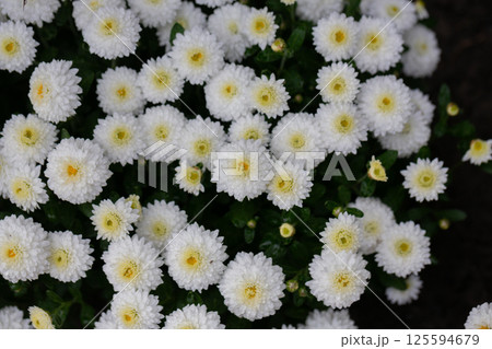 chrysanthemum multiflora Brandove White on flower bed close up 125594679