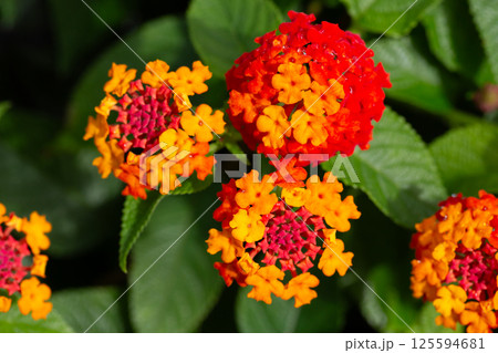 Lantana camara red orange (common lantana) flowers close-up 125594681