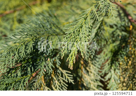 Close-up view of Thuja in the garden. Evergreen dwarf tree with a well-defined main trunk and many side branches. Close-up view of Thuja in the garden. Evergreen dwarf tree with a well-defined main trunk and many side branches. 125594711