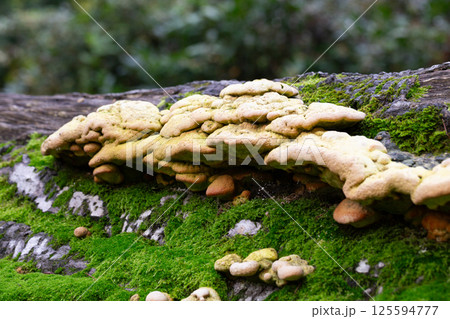 Laetiporus Sulphureus Bracket Fungus growing on a tree in springtime 125594777