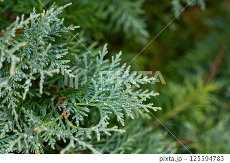 Thuja occidentalis close-up. Green thuja tree branches, background. Thuja occidentalis close-up. Green thuja tree branches, background. 125594783
