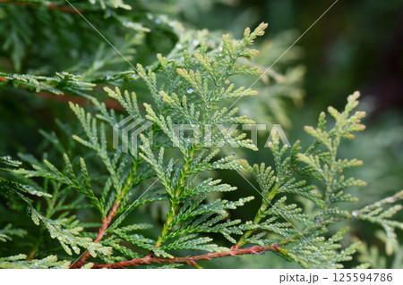 Thuja occidentalis close-up. Green thuja tree branches, background. 125594786