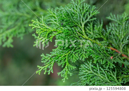 Close-up of the green branches of Chamaecyparis obtusa, selective focus. Close-up of the green branches of Chamaecyparis obtusa, selective focus. 125594808