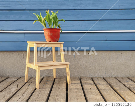 pot with the plant is on the ladder stool 125595126