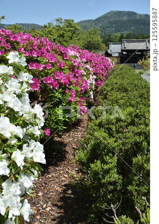 春の随心院門跡　ツツジと薬医門(京都市山科区)　 125595887