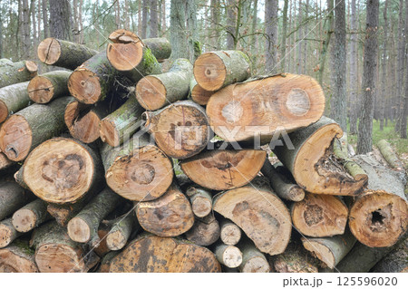 Pile of cut down trees, selective focus. 125596020