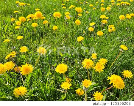 Dandelion in the garden Dandelion in the garden 125596208