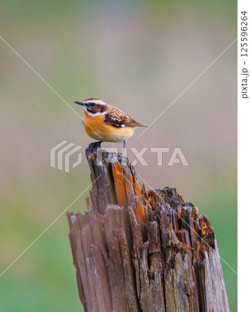 Whinchat - Saxicola rubetra on a tree trunk 125596264
