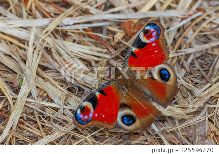 Close-up peacock butterfly, close-up colorful butterfly, Aglais io on the ground Close-up peacock butterfly, close-up colorful butterfly, Aglais io on the ground 125596270