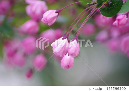 花の画像（薄紅色・ピンク色・桃色） 125596300