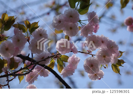 花の画像（薄紅色・ピンク色・桃色） 125596301