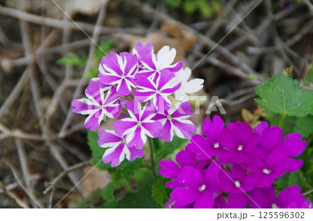 花の画像（薄紅色・ピンク色・桃色） 125596302