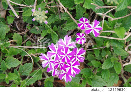 花の画像（薄紅色・ピンク色・桃色） 125596304