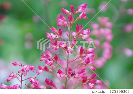 花の画像（薄紅色・ピンク色・桃色） 125596305