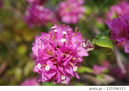 花の画像(薄紅色・ピンク色・桃色) 花の画像(薄紅色・ピンク色・桃色) 125596315