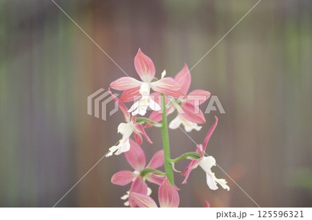 花の画像(薄紅色・ピンク色・桃色) 花の画像(薄紅色・ピンク色・桃色) 125596321