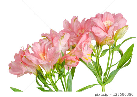 pink alstroemeria flower, Lily of the Incas, in vase on isolated white background 125596380