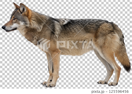 Majestic grey wolf in profile isolated on the transparent background Majestic grey wolf in profile isolated on the transparent background 125596456