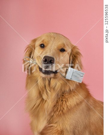 red retriever holding a kitchen brush in his teeth. photo in the studio on a soft pink background red retriever holding a kitchen brush in his teeth. photo in the studio on a soft pink background 125596538