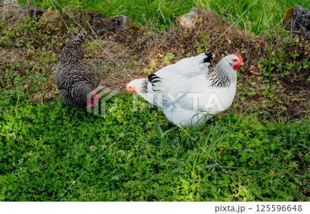 Chickens in spring grass 125596648