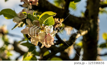 Sunlit apple blossom 125596656