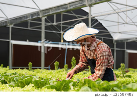 Organic Vegetable Gardening in Greenhouse Sustainable Farming Practices for Fresh Produce Organic Vegetable Gardening in Greenhouse Sustainable Farming Practices for Fresh Produce 125597498