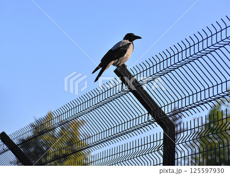 Crow on 3D mesh panel fence Crow on 3D mesh panel fence 125597930