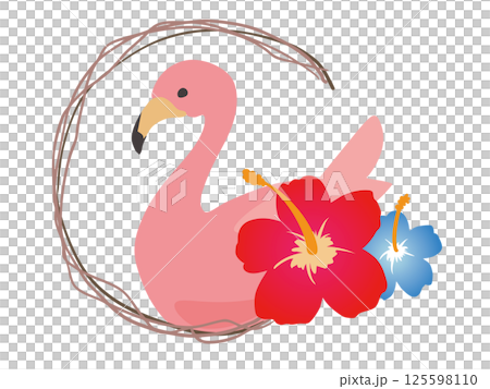 火烈鳥芙蓉 125598110