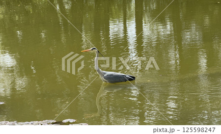 Heron wading gracefully in tranquil waters reflecting trees and nature's beauty showcasing wildlife Heron wading gracefully in tranquil waters reflecting trees and nature's beauty showcasing wildlife 125598247
