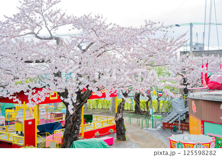 函館公園の桜 函館公園の桜 125598282