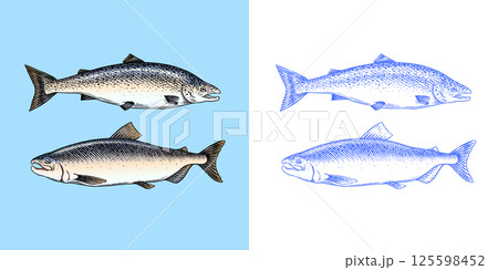 Fish sketch. Salmon fillet, ink hand drawn vector illustration. Steaks slices. Fresh product 125598452