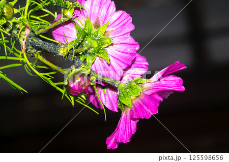 Fuchsia flower in the garden 125598656