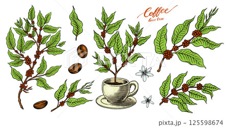 Coffee plants or branches in vintage style. Tree from a cup. Hand drawn engraved retro sketch for Coffee plants or branches in vintage style. Tree from a cup. Hand drawn engraved retro sketch for 125598674