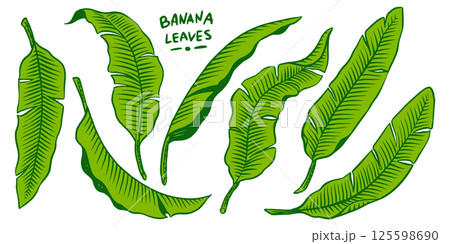 Banana leaves, tropical leaves texture. Botanic vector hand drawn illustration. Black and white Banana leaves, tropical leaves texture. Botanic vector hand drawn illustration. Black and white 125598690