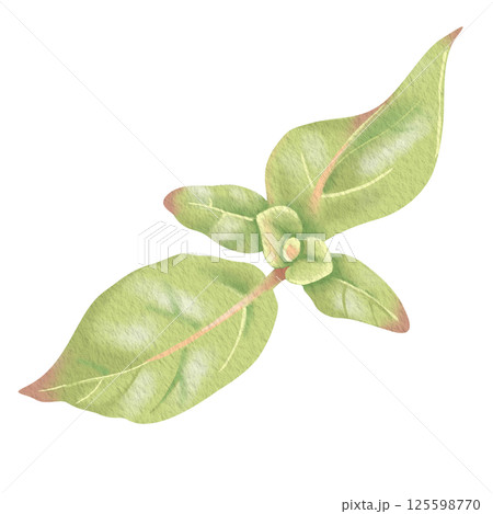 Green honeysuckle leaves. Elegant hand-drawn watercolor illustration of woodbine. Perfect for wedding invitations, botanical prints, minimalist home decor, romantic greeting cards. Green honeysuckle leaves. Elegant hand-drawn watercolor illustration of woodbine. Perfect for wedding invitations, botanical prints, minimalist home decor, romantic greeting cards. 125598770
