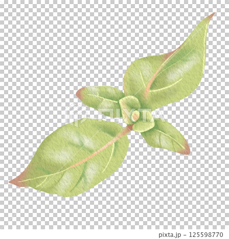 Green honeysuckle leaves. Elegant hand-drawn watercolor illustration of woodbine. Perfect for wedding invitations, botanical prints, minimalist home decor, romantic greeting cards. Green honeysuckle leaves. Elegant hand-drawn watercolor illustration of woodbine. Perfect for wedding invitations, botanical prints, minimalist home decor, romantic greeting cards. 125598770