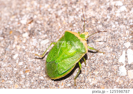 Weeve insect perched on the ground 125598787