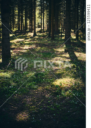 Blooming clover on forest ground in denmark Blooming clover on forest ground in denmark 125599411