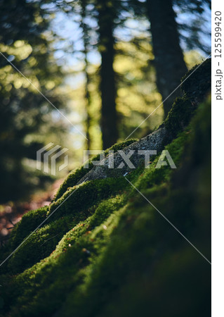 Root and moss in danish forest Root and moss in danish forest 125599420
