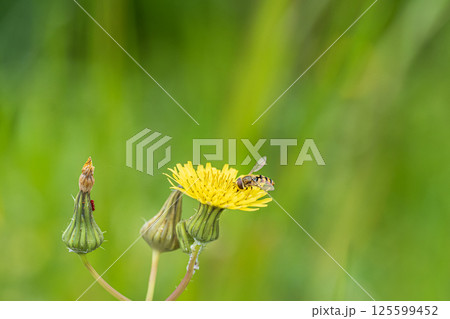 ノゲシの花粉を食べるフタホシヒラタアブ 125599452