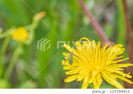 タンポポの上のセスジツユムシ幼虫 125599453