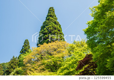 新緑の山林　京都市 125599455