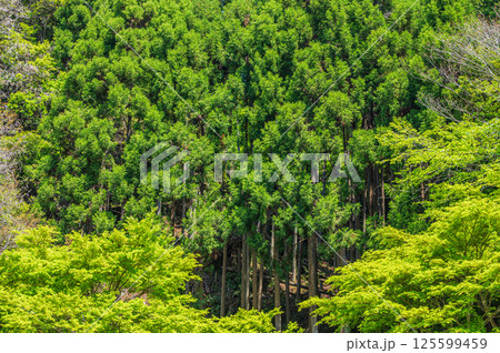 新緑の清滝川沿いの山林 京都市 新緑の清滝川沿いの山林 京都市 125599459