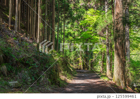針葉樹林の中のハイキングコース　京都市高雄 125599461